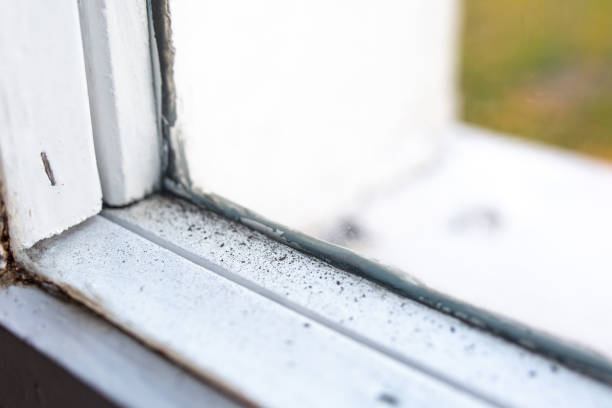 Best Real Estate Mold Inspection  in Cornwells Heights, PA