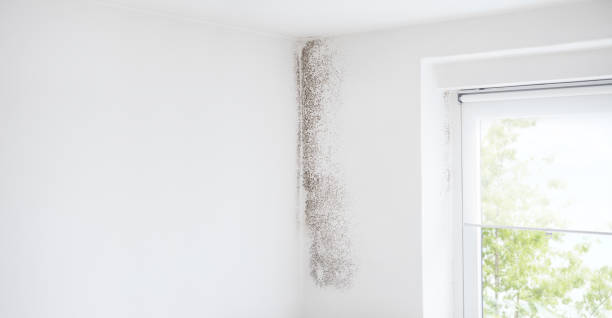 Best Environmental Consulting for Mold Prevention  in Cornwells Heights, PA